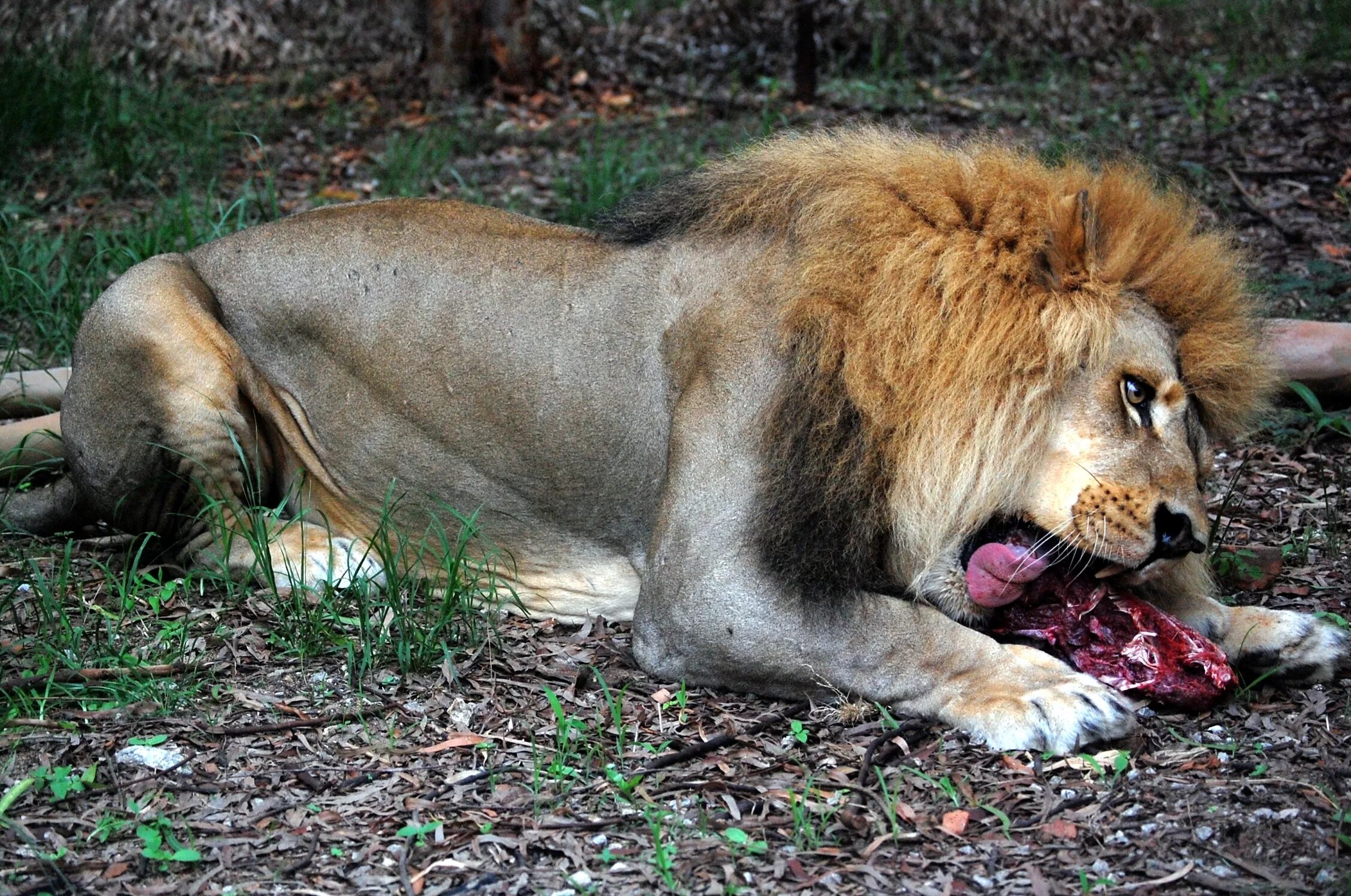Что можно есть львам