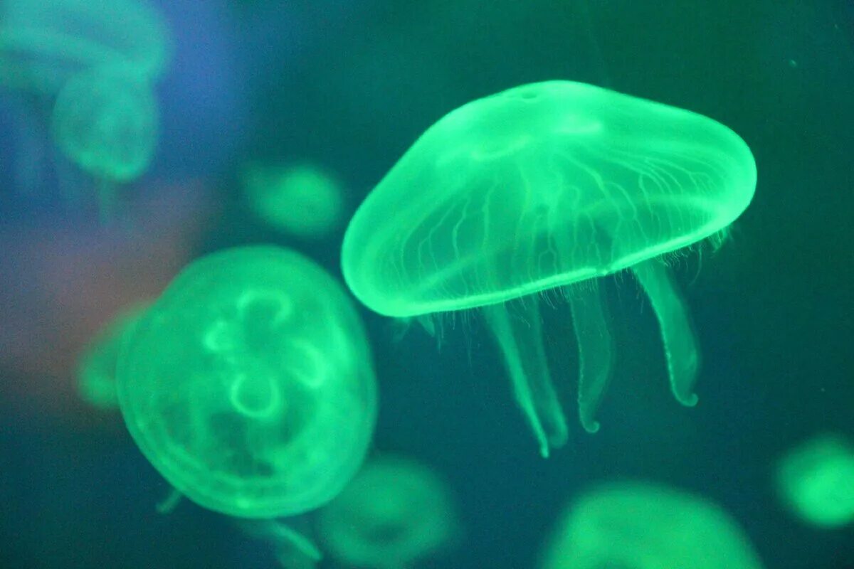 Кишечнополостные медузы. Scyphozoa Сцифоидные медузы. Медуза Aequorea Aequorea (. Aequorea Victoria медуза.