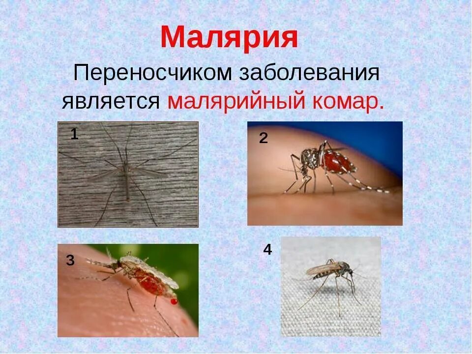 Малярийный комар тип развития. Малярийный комар возбудитель заболевания. малярийный комар переносчик. укус малярии малярийный комар. малярийный комар анофелес.