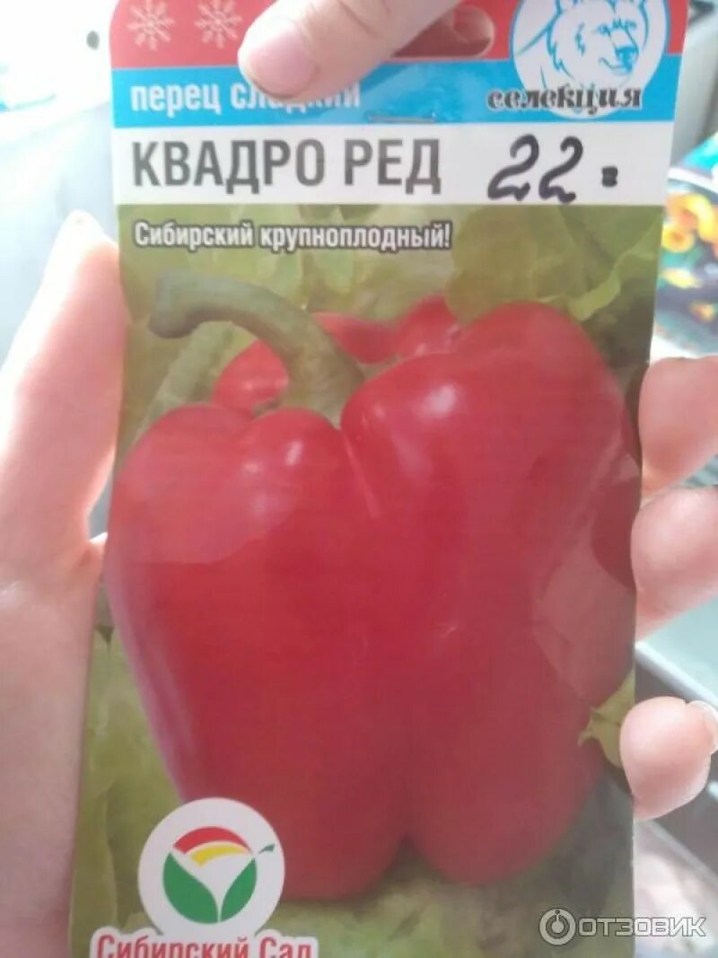 Перец квадро. Перец квадро