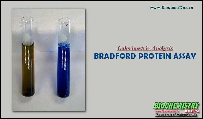 Метод лоури. Реактив Брэдфорда. Метод Брэдфорда. Определение белка по Брэдфорду методика. Метод Бредфорда для определения белка.