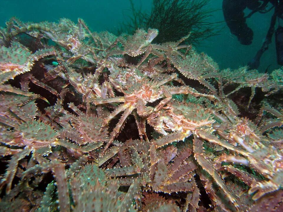 Камчатский краб в воде. Камчатский краб в Баренцевом море. Камчатский краб на дне Баренцева моря. Камчатский краб Охотское море. Королевский краб Баренцево море.