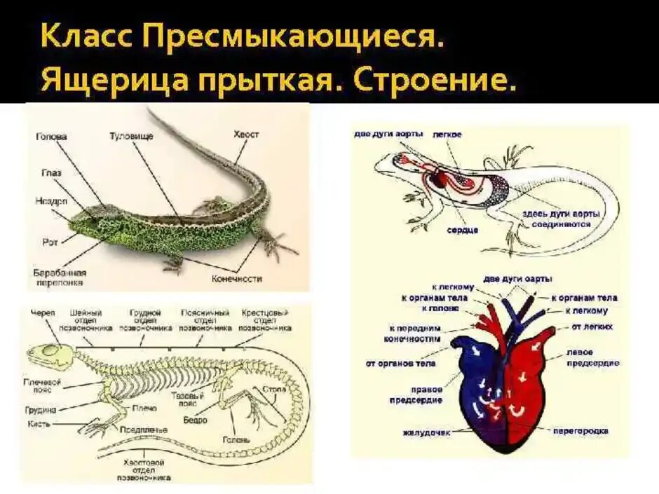 Строение ящерицы 7 класс