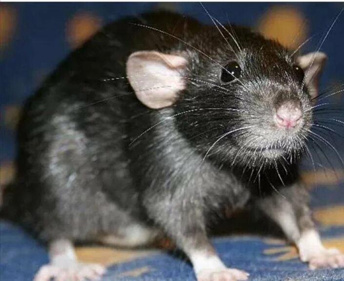 Черная крыса название. Крыса Дамбо черно белая. Rattus Rattus чёрная крыса. Крыса Дамбо черная с белыми лапками. Крыса чёрная домашняя.