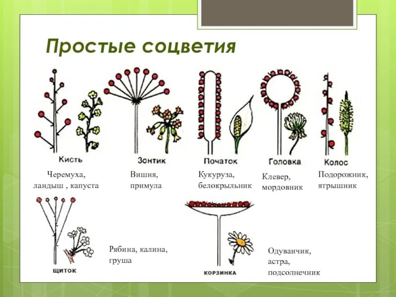 Соцветие калины схема. Соцветие корзинка биология 6 класс. Соцветия 6 класс биология. Кисть биология соцветие.