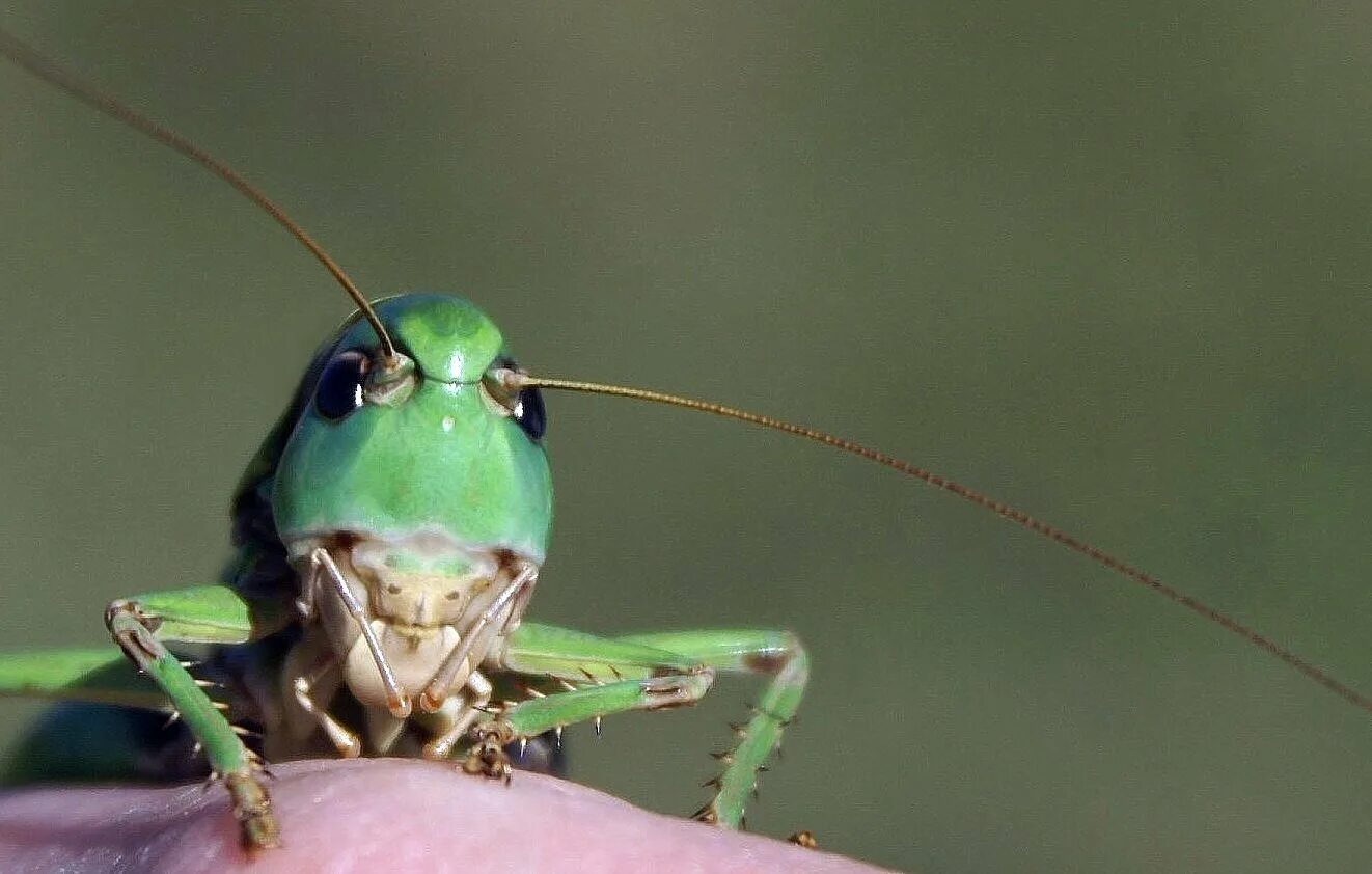 У насекомых две пары. Гипофаринкс у насекомых. Класс насекомые внешнее и внутреннее строение насекомых. У насекомых две пары. У насекомых две пары.