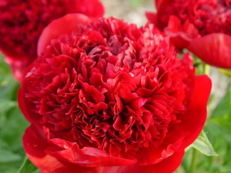 Page not found The Peony Garden Peonies garden, Beautiful flowers, Love flowers