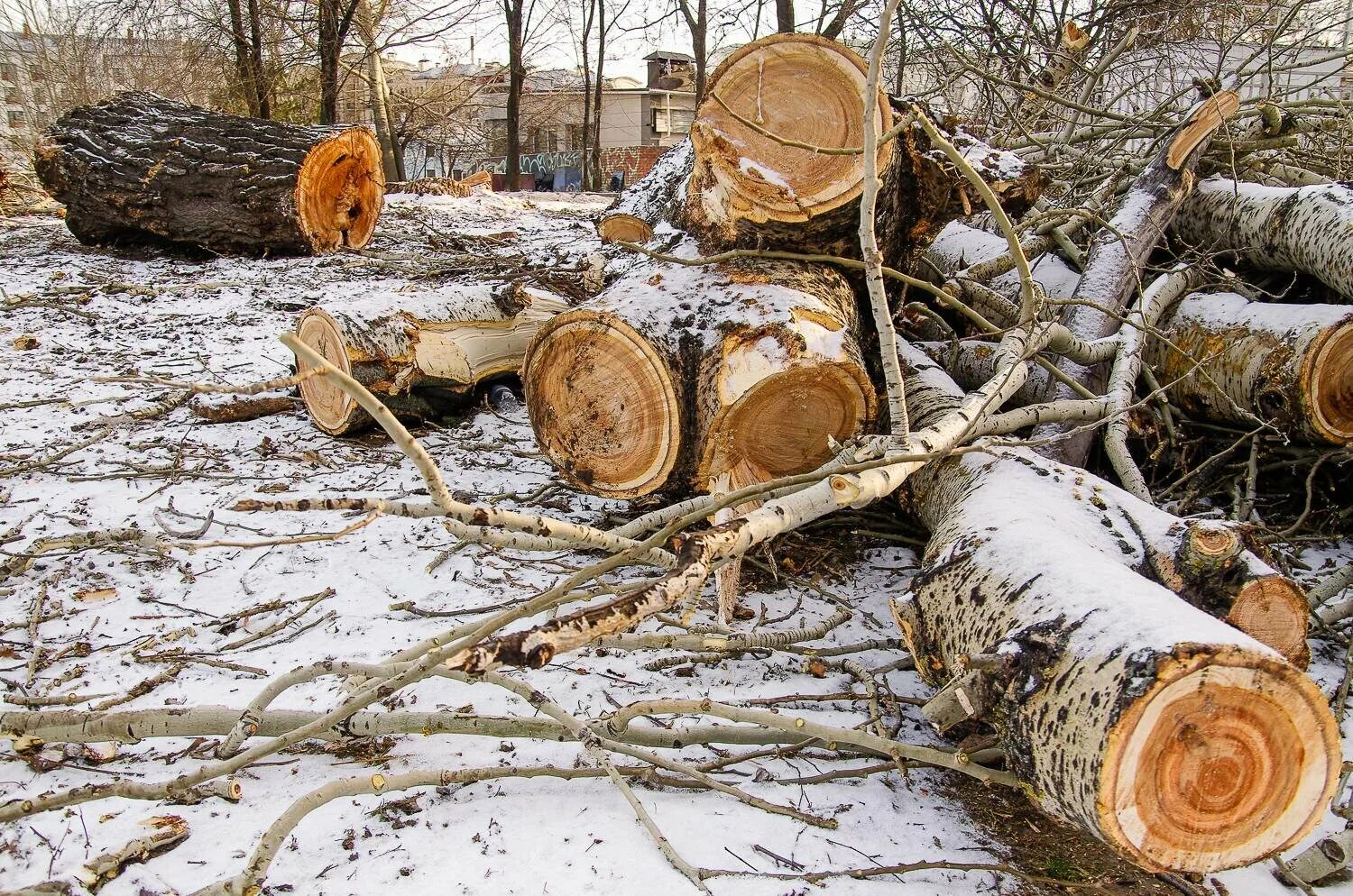 Рябину срубил по пьянке на дрова. Вырубка деревьев. Рубка деревьев. Спиленное дерево. Спиленные деревья в лесу.