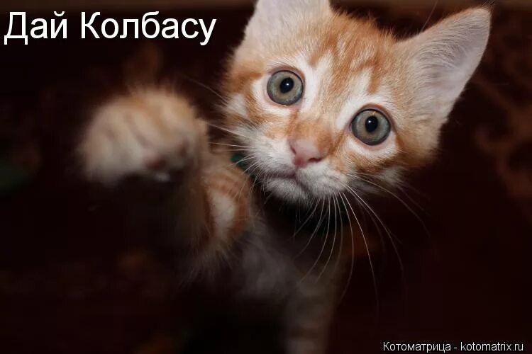 котоматрица сметана. кот и колбаса прикол. шутки про колбасу. дашь сардельку. хочу колбасу.