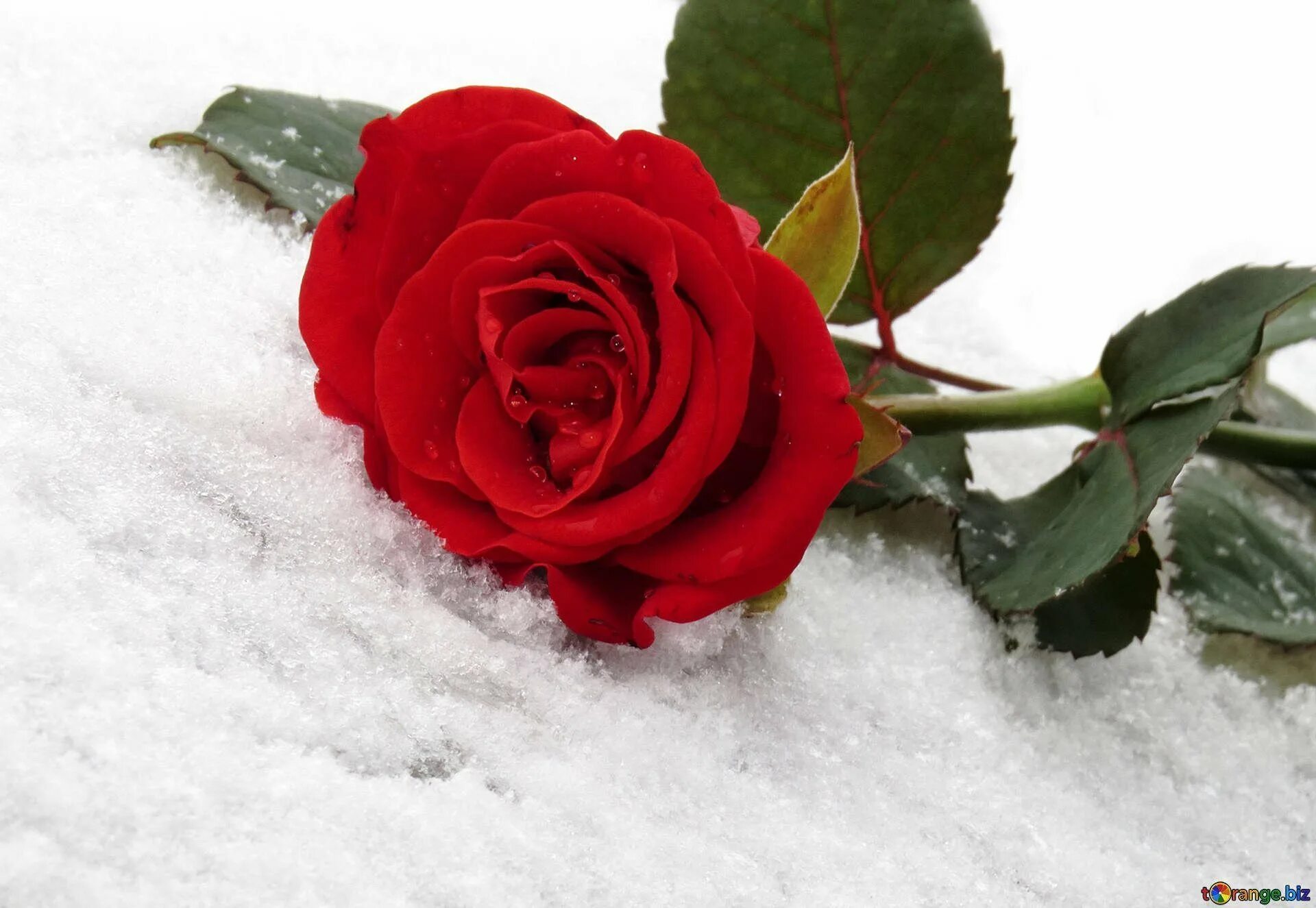 Красные цветы зимние розы. Розы на снегу. Красные цветы на снегу. Красная роза на снегу. Белые розы на снегу.