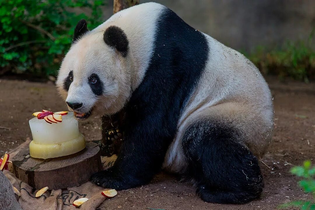 Большая панда что едят. Зоопарк Сан Диего панды. Большая Панда. Смешная Панда.