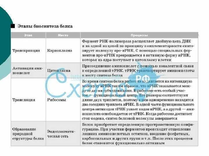 Биосинтез 3 этапа. Основные этапы синтеза белков таблица. Синтез белка процессы таблица. Основные этапы синтеза белка таблица. Этапы биосинтеза белка таблица.