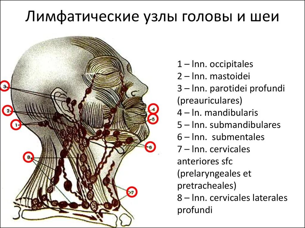 Узлы на затылке