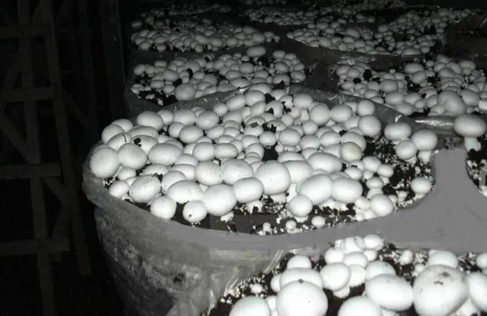 Ферма шампиньонов. Воронежский шампиньон грибы. Грибы шампиньоны выращивание. Как растут шампиньоны. Шампиньоны на грядке на даче.