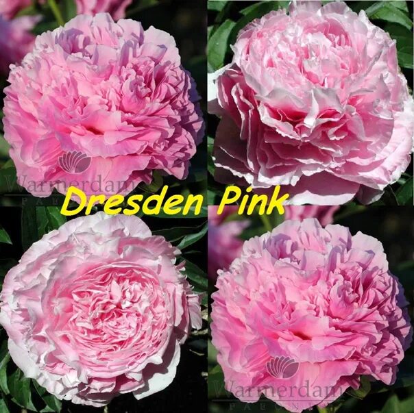 Море пионов - Dresden Pink