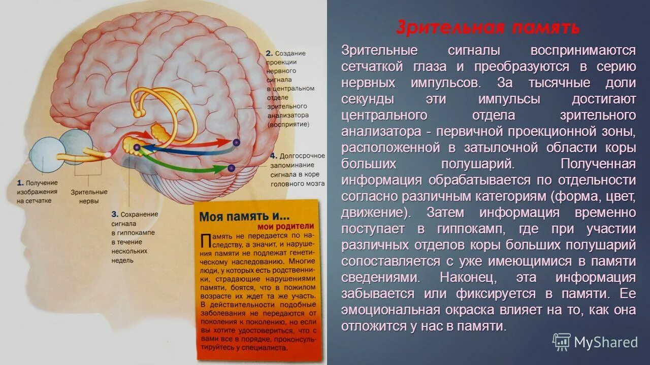 Самый древний отдел мозга