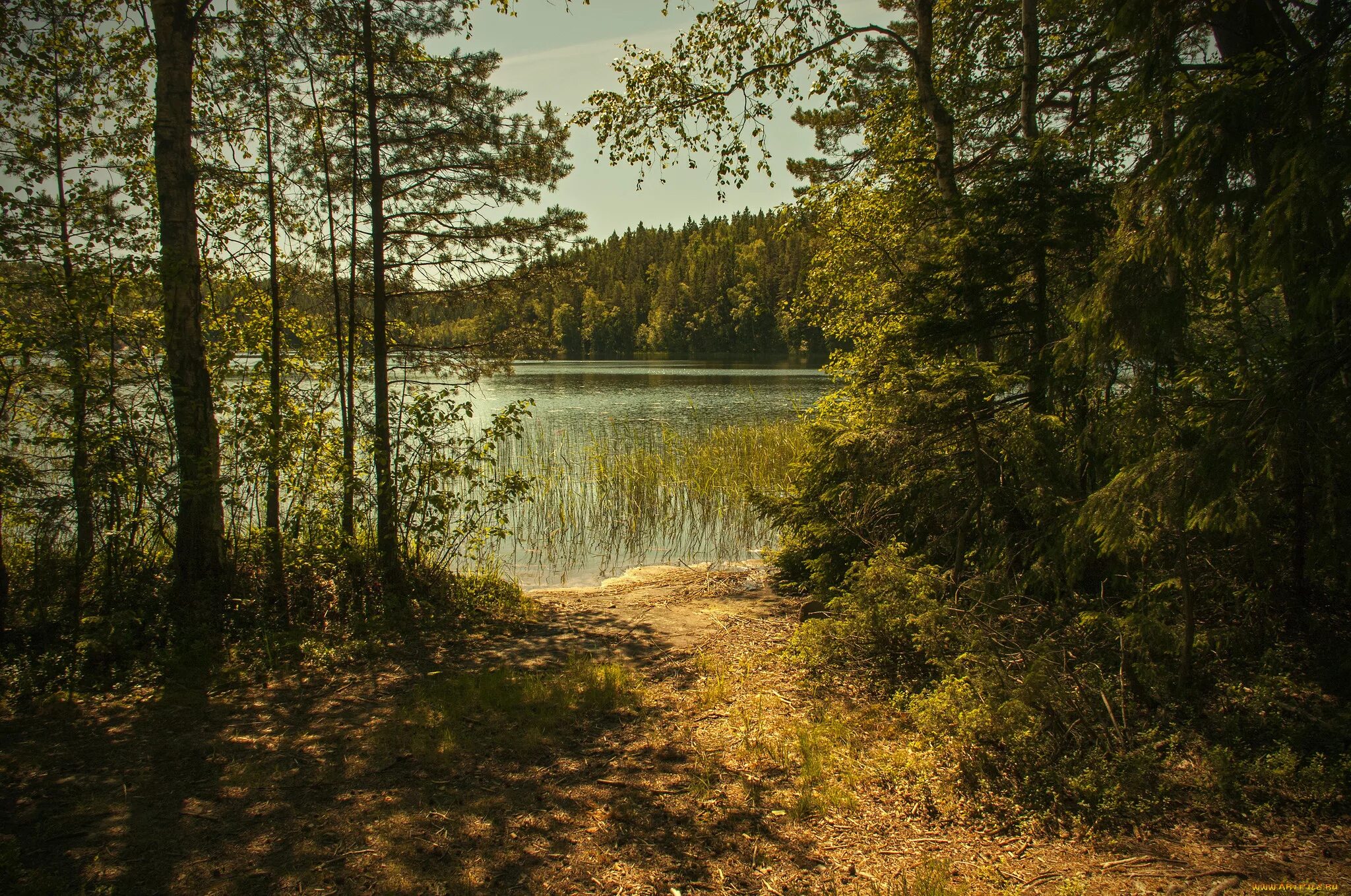 Березовая роща лес река. Березовая роща с озером. На берегу лесной речушки. Река тулва. Сосновый бор калуга речка.