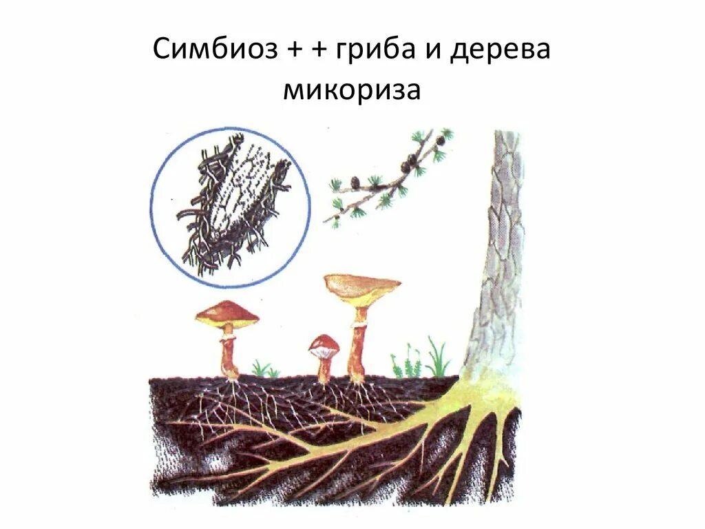 Грибы имеют корни. Микориза с грибами-симбионтами. Шляпочные грибы микориза. Микориза гриба. Симбиоз микориза и растений.