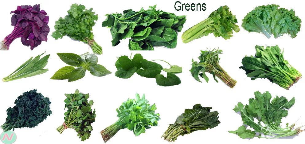 Зелень по названиям. Разновидности зелени. Название зелени для еды. Зелень для салатов названия. Зелень типы
