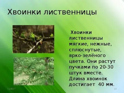 Какие хвоинки у лиственницы