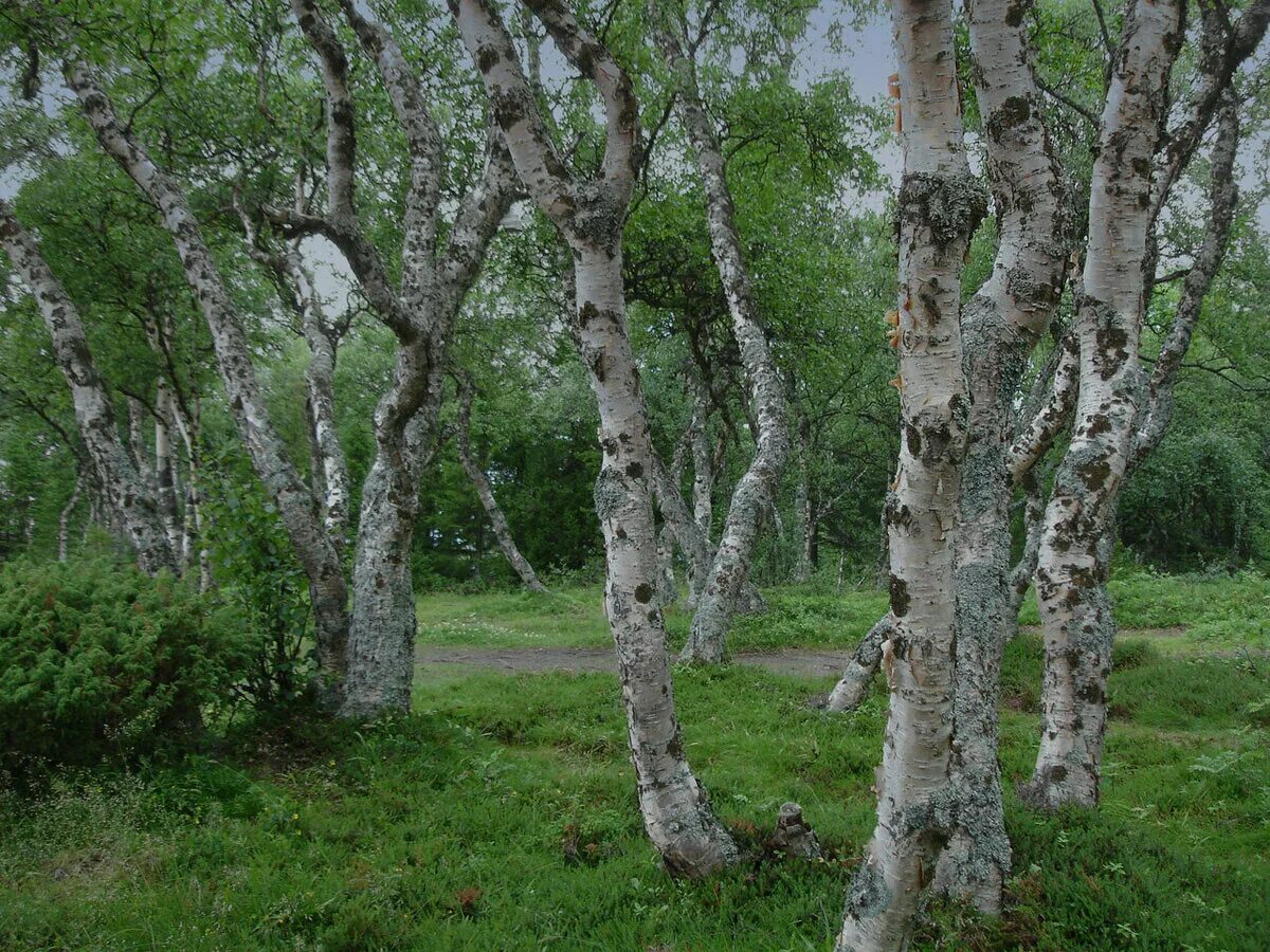 Корейская береза. Карельская береза дерево. Карельская береза Кивач. Карельская береза в заповеднике Кивач. Береза повислая карельская.