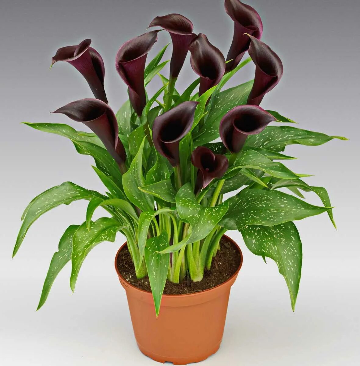 Калла эфиопская зантедеския белая. Алоказия калла эфиопская. Калла эфиопская зантедеския. Калла эфиопская белая. Цветок калла зантедеския.