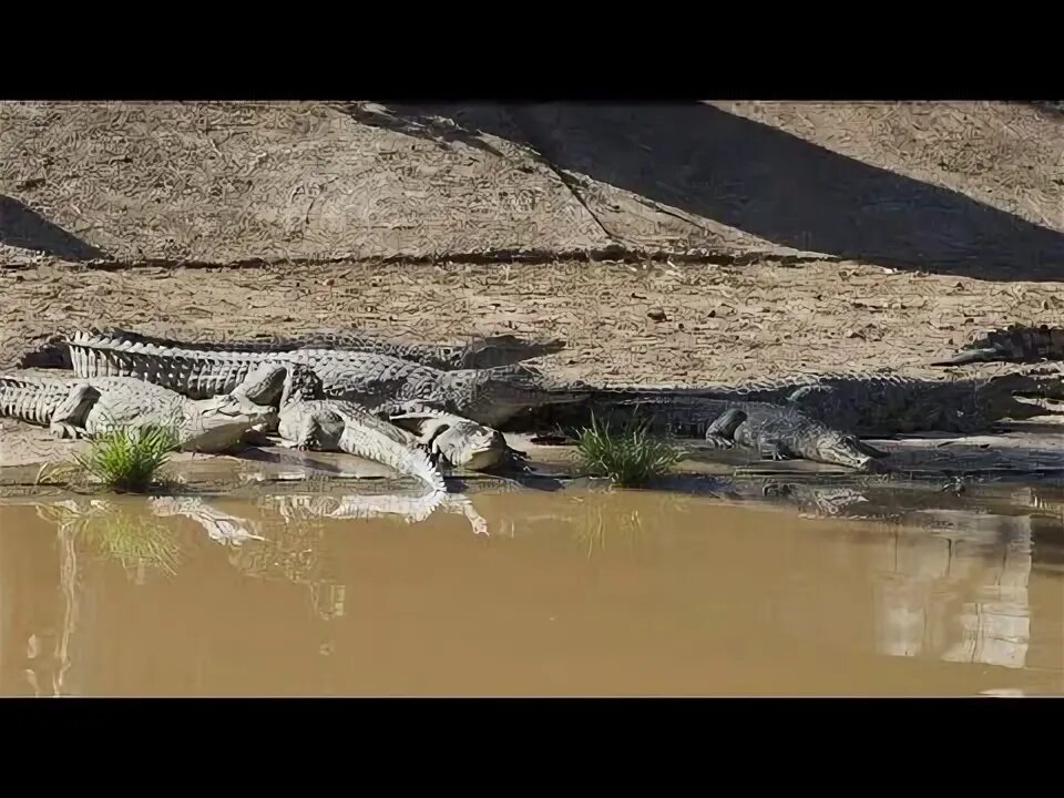 Сбежали крокодилы в Краснодарском крае. Сбежали крокодилы в Судаке. Туапсе с крокодильей фермы сбежали крокодилы.