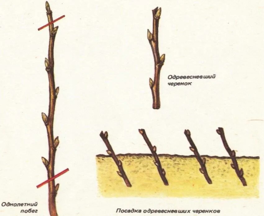 Как размножить смородину от куста. Посадка смородины черенками весной. Размножение чёрной смородины черенкованием. Черенкование черной смородины весной. Размножение черной смородины черенками.