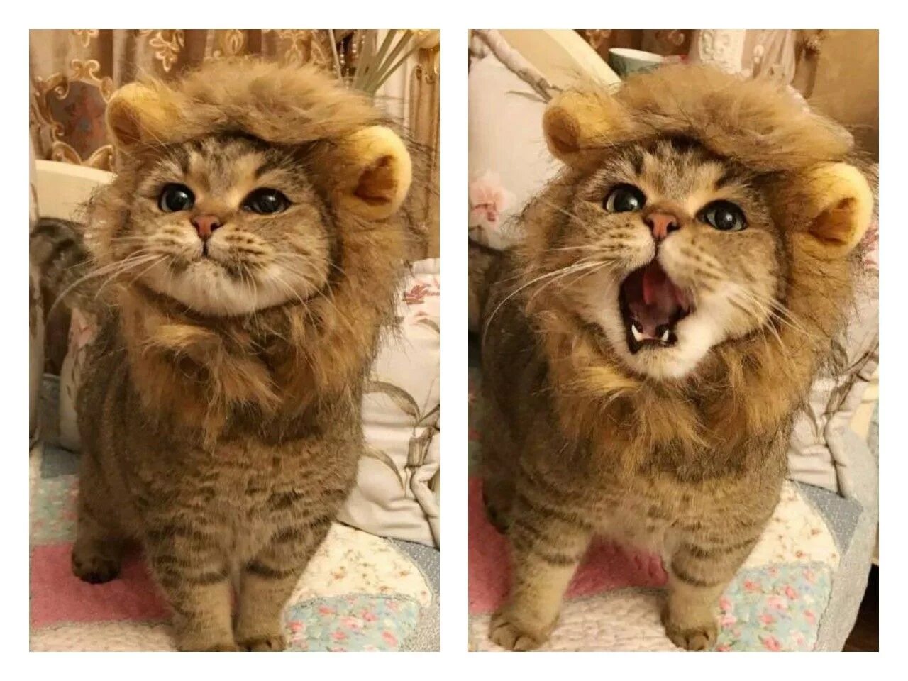 Кот лева. Кот лев. кот в костюме льва. котик с гривой. котенок с гривой льва.