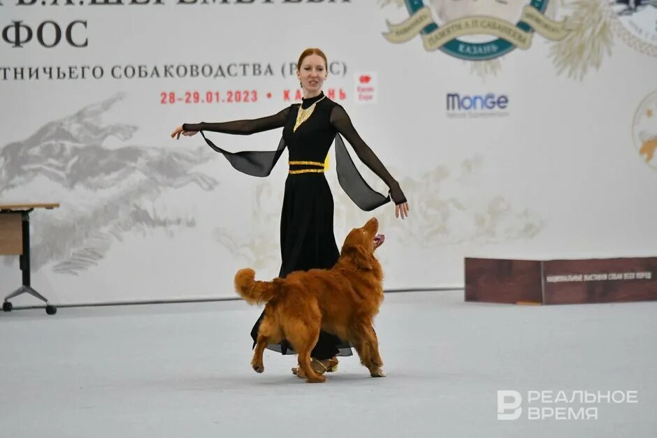 Календарь выставок 2024 год. Соревнования собак. Выставка собак Казань Экспо. Выставка собак Казань 22 января 2023. Руф выставка собак в Казани 2023.