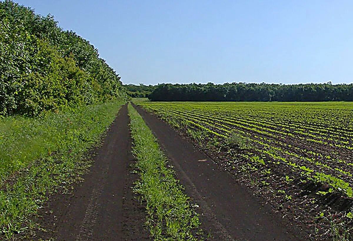 Почему урожай на полях защищенных лесополосами особенно. Государственная защитная лесополоса Пенза-Каменск. Посадка полезащитных лесных полос. Лесополосы на Кубани. Полезащитные Лесные насаждения Алтайского края.