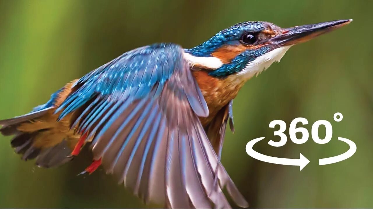 Kingfisher приложение. Kingfisher Sky. Птица VR. Полëт птицы 360.