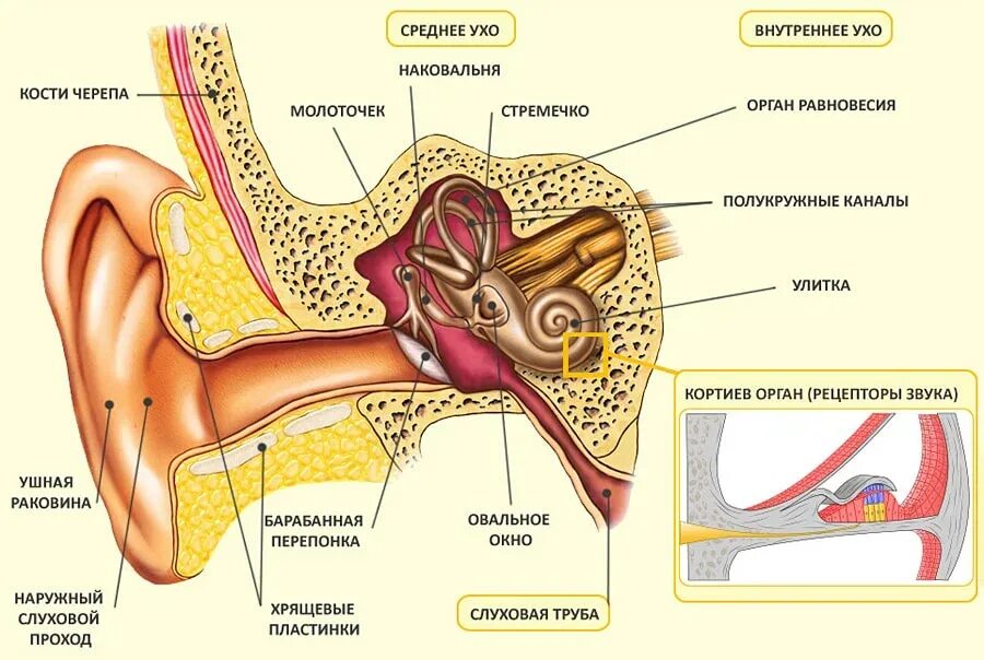 Молоточек наковальня стремечко функции. Схема строения наружного среднего и внутреннего уха. Схема внутреннего уха ушной раковины. Схема строения внутреннего уха. Анатомия строение Гуха.
