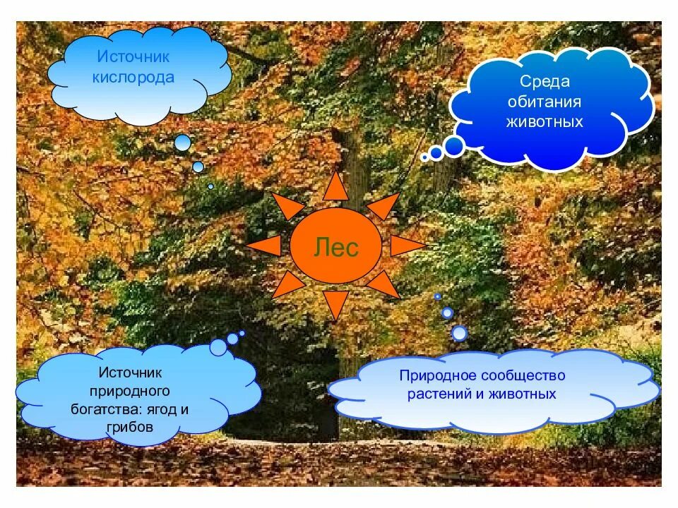 Лес источник кислорода. Среда обитания лес. Природная среда обитания. Природное сообщество лес.