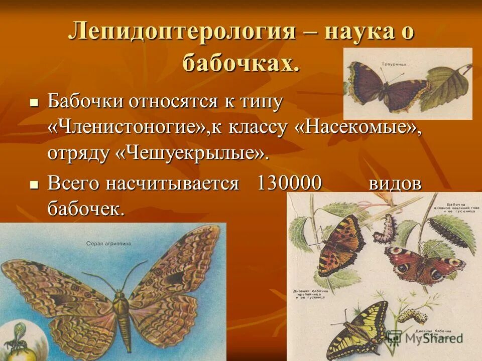 Бабочка это насекомое или. Бабочка относится. Класс насекомые отряд чешуекрылые. К какому классу относится бабочка. Чешуекрылые бабочки.