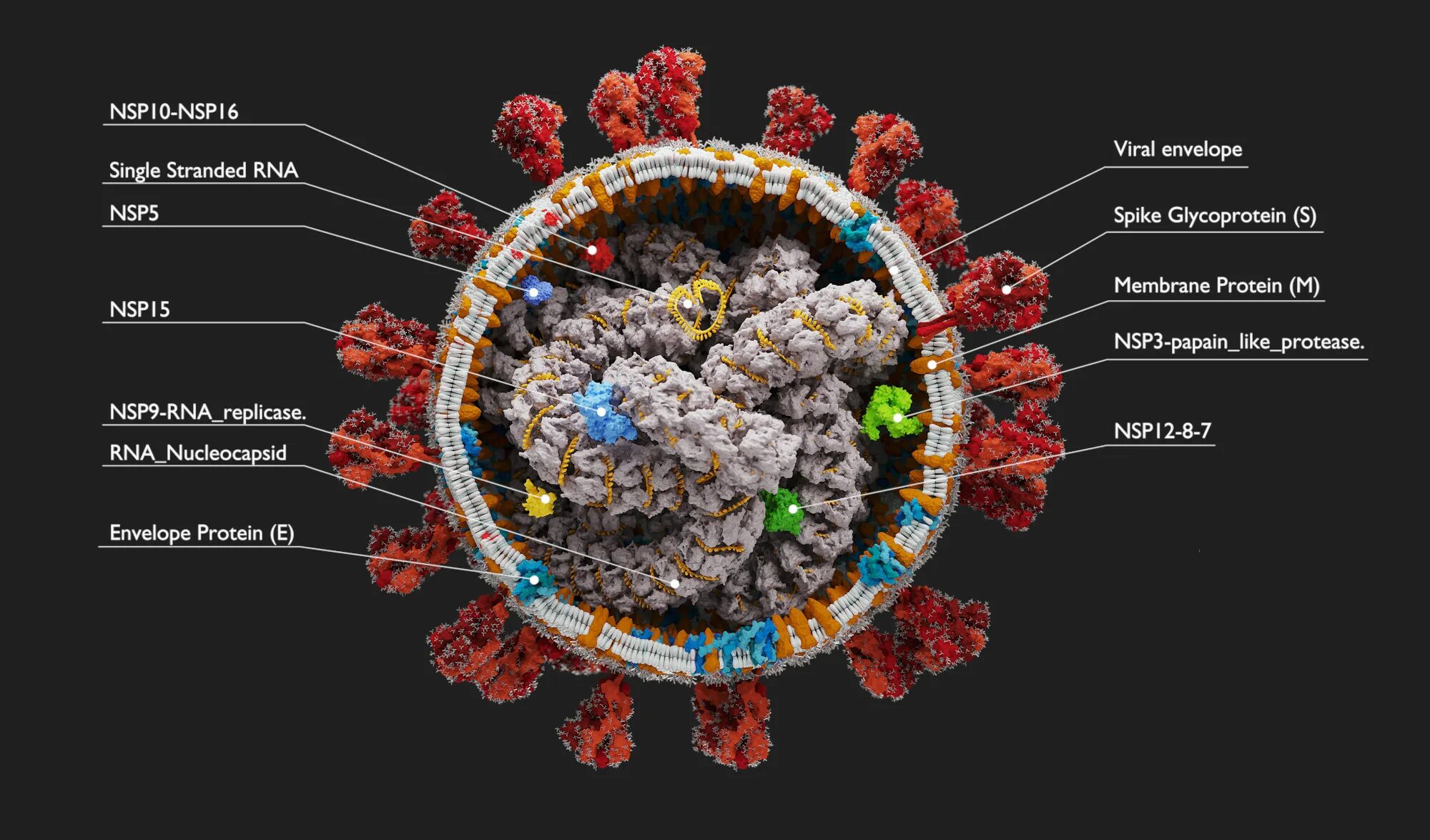 Вирус SARS-cov-2. Строение вируса SARS-cov-2. Атомарная модель коронавируса SARS-cov-2. Коронавирус строение Covid 19. Коронавирус человека sars