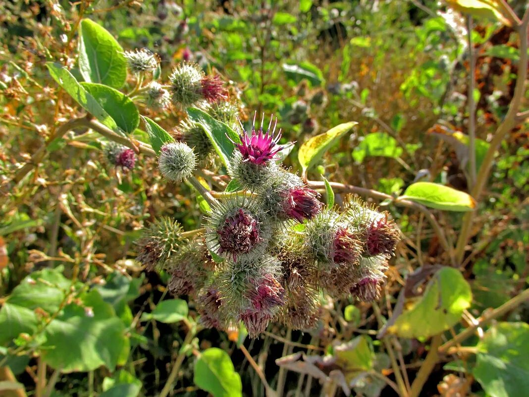 Лопух паутинистый семена. Репейник содержание. Репейник содержание. Репейник и репей. Репейник содержание.