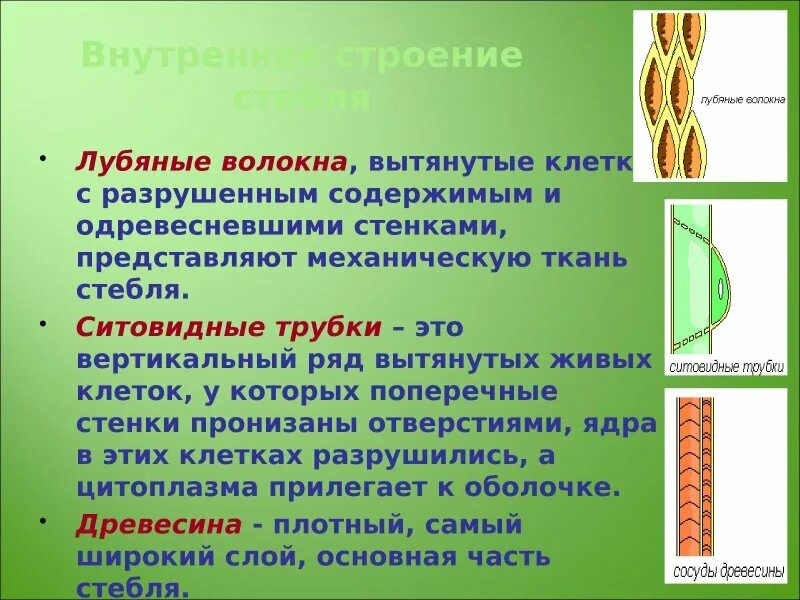 Волокна механической ткани. Лубяные волокна это какая ткань. Механическая ткань растений камбий. Лубяные волокна это какая ткань. Лубяные волокна это какая ткань.