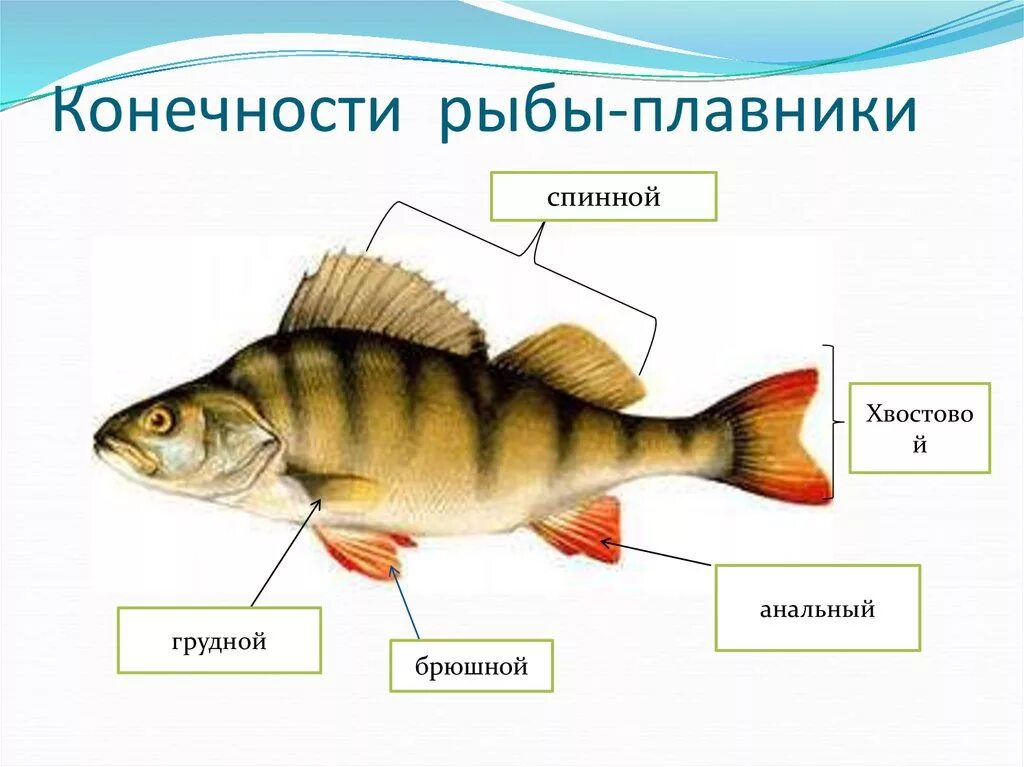 Какие отделы у рыбы. Внешнее строение рыбы биология. надкласс рыбы отделы тела. название плавников у рыб. строение тела рыбы.