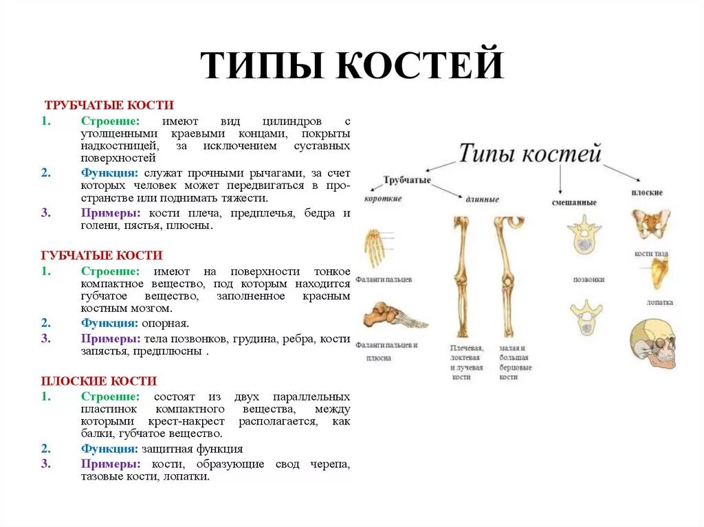 Кости человека трубчатые губчатые плоские. Типы соединения костей и их характеристика. Классификация костей трубчатые губчатые смешанные. Трубчатая кость и губчатая кость.