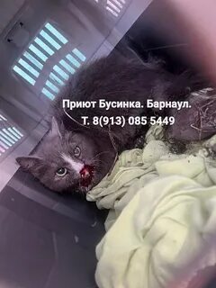 Приют бусинка барнаул