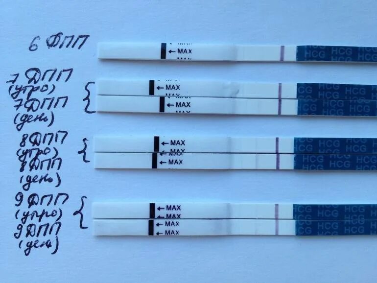 Тест на беременность на 5 день после переноса эмбрионов. Тест на беременность после переноса эмбрионов 5 по дням. 8 ДПП трехдневок тест. Тест на беременность 5 дней после подсадки. Тест на беременность после переноса пятидневок