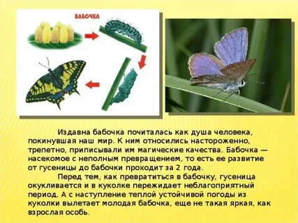 Конспект бабочки