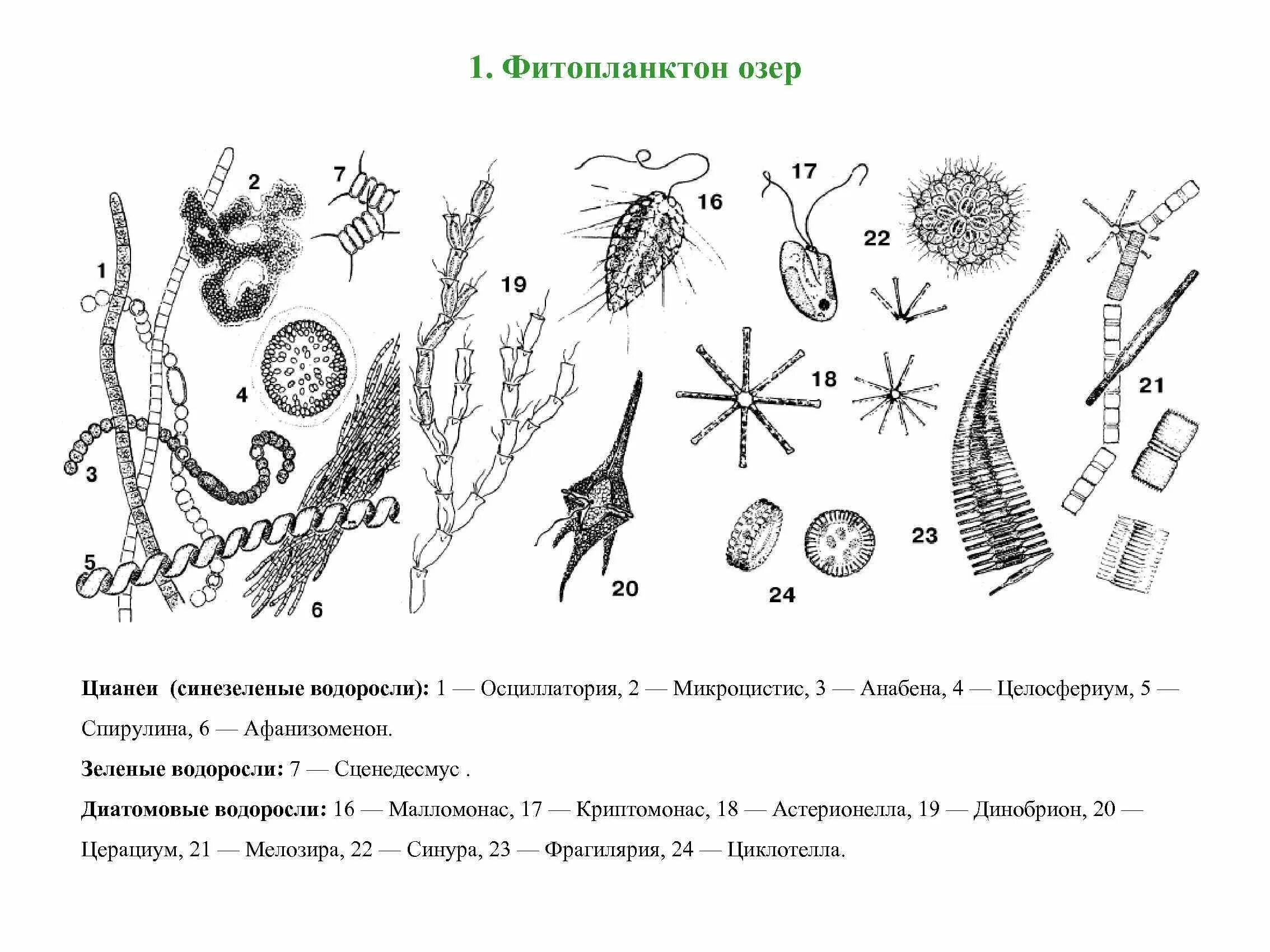 Фитопланктон водоросли. Синезеленые водоросли фитопланктон. Представитель фитопланктона водоросль. Зоопланктон и фитопланктон. Диатомовые водоросли водоросли фитопланктона.