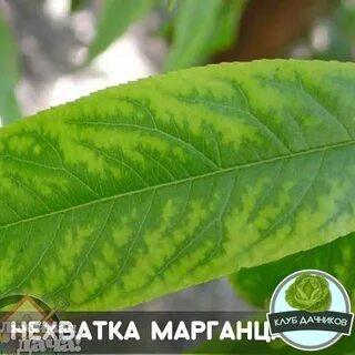 Дефицит азота