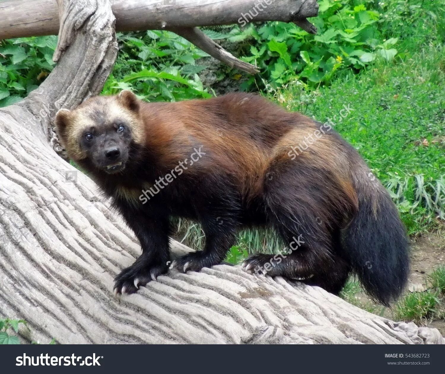 Как выглядит росомаха в жизни Wolverine Animals Animals Wolverine animal, Detroit zoo, American animals
