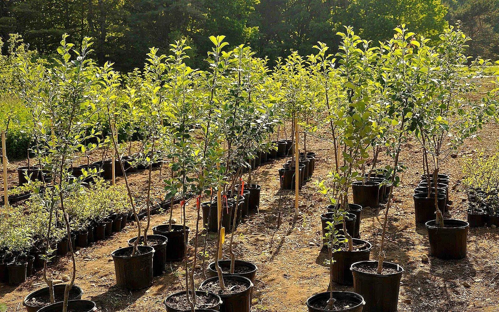 Посадить молодой сад. Молодые саженцы в саду. Приствольный круг около яблони. Яблоня солитер. Липа мелколистная аллея.
