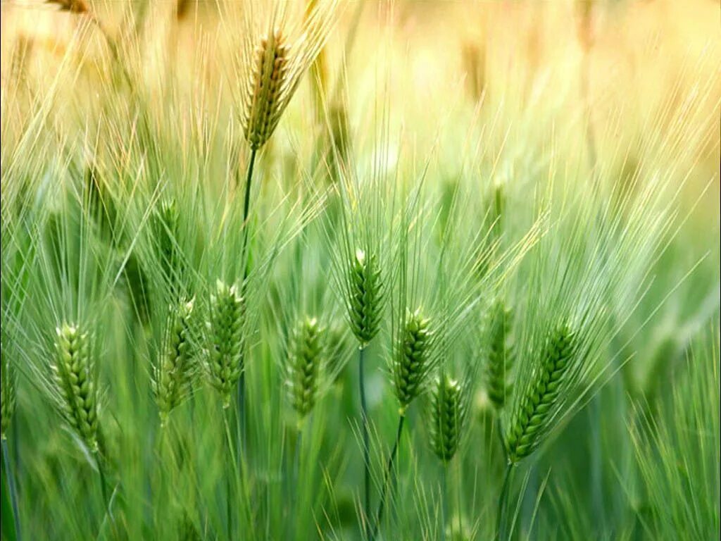 Зеленые колосья пшеницы. Зеленое поле пшеницы. Поле с зелеными колосками. Колосья травы.