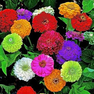 Flower mix