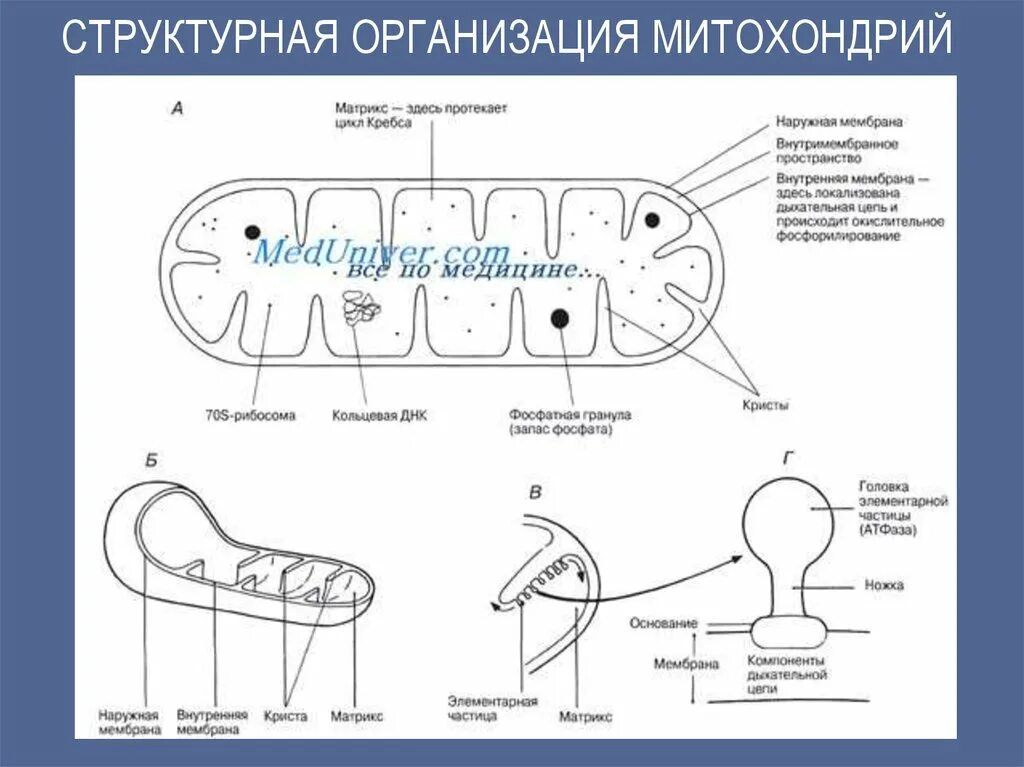 Мембрана митохондрия схема. Митохондрия мембрана внутренняя схема. Строение митохондрии рисунок. Схема строения митохондрии.